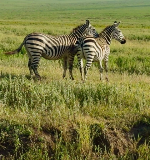 Ngorongoro